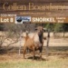 LOT 8 1X MEATMASTER RAM - AANGETEKEN - COLLEN BOERDERY - 3