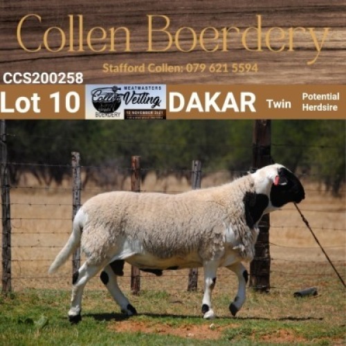 LOT 10 1X MEATMASTER RAM - AANGETEKEN - COLLEN BOERDERY