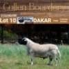 LOT 10 1X MEATMASTER RAM - AANGETEKEN - COLLEN BOERDERY - 2