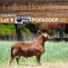 LOT 9 1X MEATMASTER RAM - AANGETEKEN - COLLEN BOERDERY