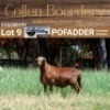 LOT 9 1X MEATMASTER RAM - AANGETEKEN - COLLEN BOERDERY - 2