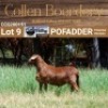 LOT 9 1X MEATMASTER RAM - AANGETEKEN - COLLEN BOERDERY - 3