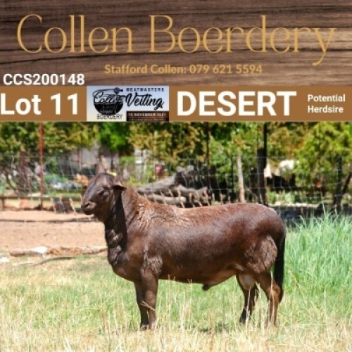 LOT 11 1X MEATMASTER RAM - AANGETEKEN - COLLEN BOERDERY