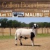 LOT 13 1X MEATMASTER RAM - AANGETEKEN - COLLEN BOERDERY