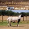 LOT 13 1X MEATMASTER RAM - AANGETEKEN - COLLEN BOERDERY - 2