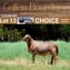 LOT 12 1X MEATMASTER RAM - AANGETEKEN - COLLEN BOERDERY
