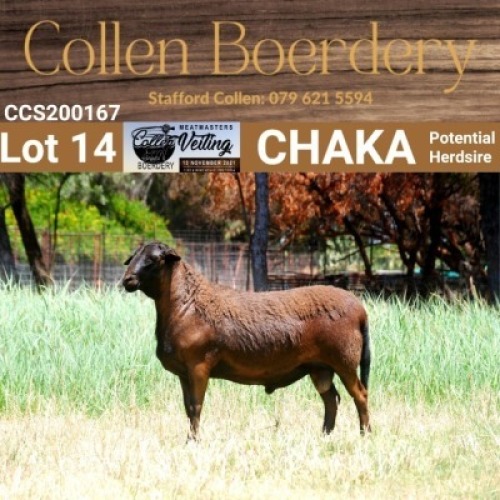 LOT 14 1X MEATMASTER RAM - AANGETEKEN - COLLEN BOERDERY