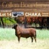 LOT 14 1X MEATMASTER RAM - AANGETEKEN - COLLEN BOERDERY