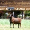 LOT 14 1X MEATMASTER RAM - AANGETEKEN - COLLEN BOERDERY - 2