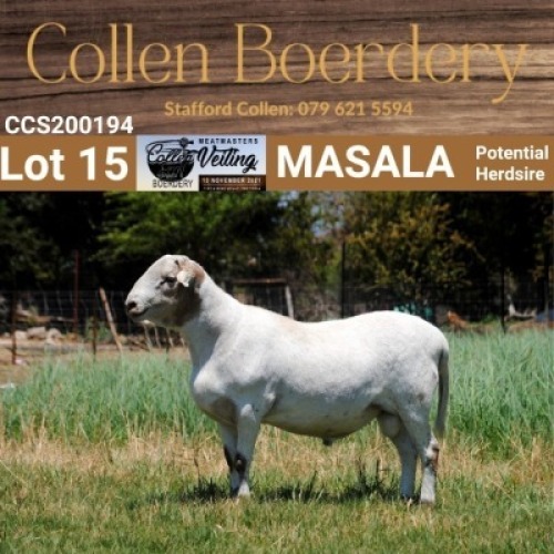 LOT 15 1X MEATMASTER RAM - AANGETEKEN - COLLEN BOERDERY
