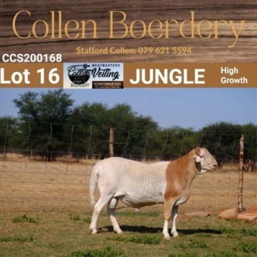 LOT 16 1X MEATMASTER RAM - AANGETEKEN - COLLEN BOERDERY