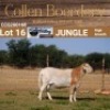 LOT 16 1X MEATMASTER RAM - AANGETEKEN - COLLEN BOERDERY