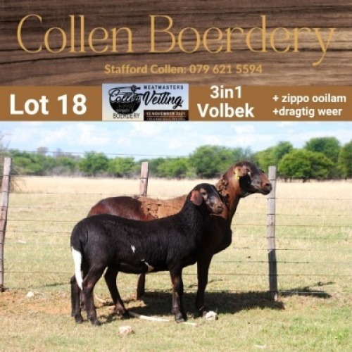 LOT 18 1+1X MEATMASTER STUD EWE WITH LAMB - AANGETEKEN - COLLEN BOERDERY