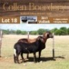 LOT 18 1+1X MEATMASTER STUD EWE WITH LAMB - AANGETEKEN - COLLEN BOERDERY