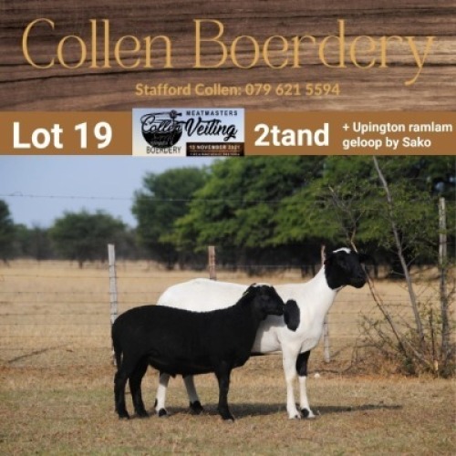LOT 19 1+1X MEATMASTER STUD EWE WITH LAMB - AANGETEKEN - COLLEN BOERDERY