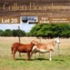 LOT 20 1+1X MEATMASTER STUD EWE WITH LAMB - AANGETEKEN - COLLEN BOERDERY