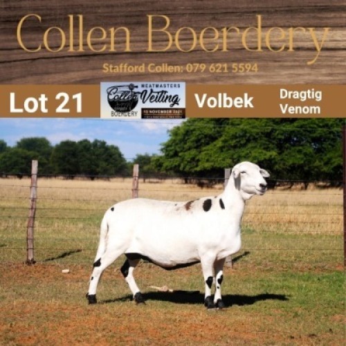 LOT 21 1X MEATMASTER STUD EWE COLLEN BOERDERY