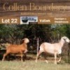 LOT 22 1+1X MEATMASTER STUD EWE - AANGETEKEN - COLLEN BOERDERY