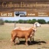 LOT 22 1+1X MEATMASTER STUD EWE - AANGETEKEN - COLLEN BOERDERY - 2