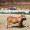 LOT 23 1+1X MEATMASTER STUD EWE - AANGETEKEN - COLLEN BOERDERY - 3