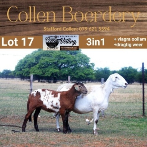 LOT 17 1+1X MEATMASTER STUD EWE WITH LAMB - AANGETEKEN - COLLEN BOERDERY