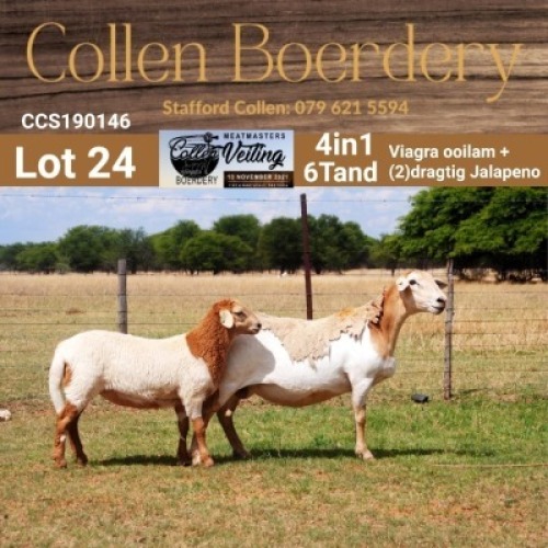 LOT 24 1+1X MEATMASTER STUD EWE - AANGETEKEN - COLLEN BOERDERY