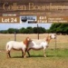LOT 24 1+1X MEATMASTER STUD EWE - AANGETEKEN - COLLEN BOERDERY