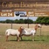 LOT 24 1+1X MEATMASTER STUD EWE - AANGETEKEN - COLLEN BOERDERY - 2