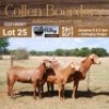LOT 25 1+2X MEATMASTER STUD EWE - AANGETEKEN - COLLEN BOERDERY