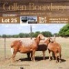 LOT 25 1+2X MEATMASTER STUD EWE - AANGETEKEN - COLLEN BOERDERY - 2