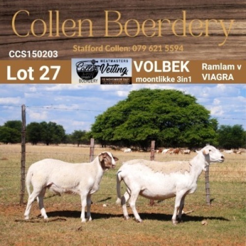 LOT 27 1+1X MEATMASTER STUD EWE - AANGETEKEN - COLLEN BOERDERY