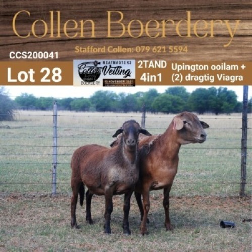 LOT 28 1+1X MEATMASTER STUD EWE - AANGETEKEN - COLLEN BOERDERY