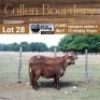 LOT 28 1+1X MEATMASTER STUD EWE - AANGETEKEN - COLLEN BOERDERY - 2