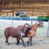 LOT 28 1+1X MEATMASTER STUD EWE - AANGETEKEN - COLLEN BOERDERY - 3