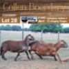 LOT 28 1+1X MEATMASTER STUD EWE - AANGETEKEN - COLLEN BOERDERY - 4