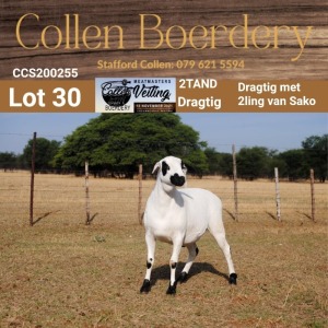 LOT 30 1X MEATMASTER STUD EWE - AANGETEKEN - COLLEN BOERDERY