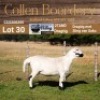 LOT 30 1X MEATMASTER STUD EWE - AANGETEKEN - COLLEN BOERDERY - 2