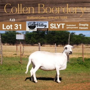 LOT 31 1X MEATMASTER STUD EWE - - COLLEN BOERDERY