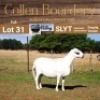 LOT 31 1X MEATMASTER STUD EWE - - COLLEN BOERDERY - 3