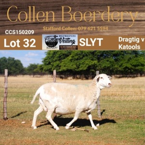 LOT 32 1X MEATMASTER STUD EWE - AANGETEKEN - COLLEN BOERDERY