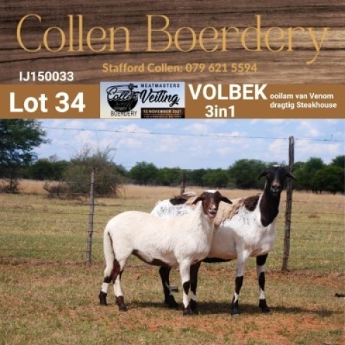 LOT 34 1+1X MEATMASTER STUD EWE - AANGETEKEN - COLLEN BOERDERY