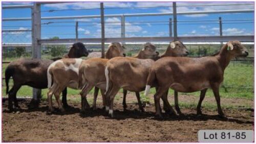 LOT 82S 1X MEATMASTER OOI/EWE - DRAGTIG
