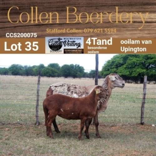 LOT 35 1+1X MEATMASTER STUD EWE - AANGETEKEN - COLLEN BOERDERY
