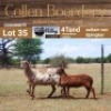 LOT 35 1+1X MEATMASTER STUD EWE - AANGETEKEN - COLLEN BOERDERY - 2