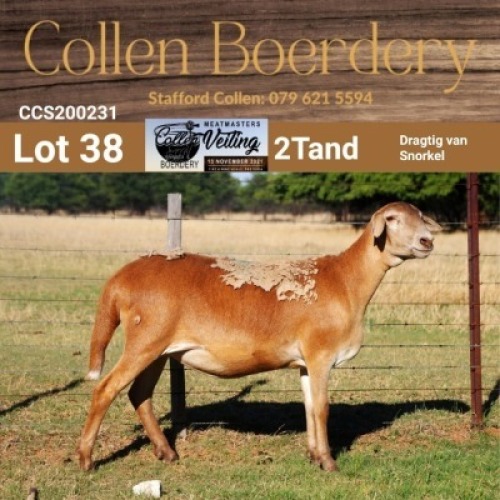LOT 38 1X MEATMASTER STUD EWE - AANGETEKEN - COLLEN BOERDERY