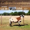 LOT 39 1X MEATMASTER STUD EWE - AANGETEKEN - COLLEN BOERDERY