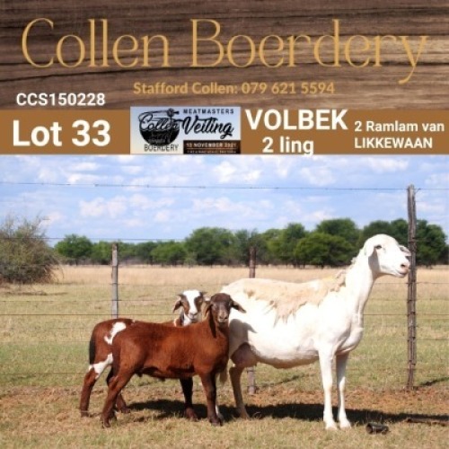 LOT 33 1+2X MEATMASTER STUD EWE - AANGETEKEN - COLLEN BOERDERY