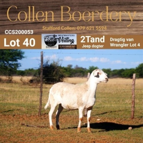 LOT 40 1X MEATMASTER STUD EWE - AANGETEKEN - COLLEN BOERDERY