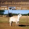 LOT 40 1X MEATMASTER STUD EWE - AANGETEKEN - COLLEN BOERDERY