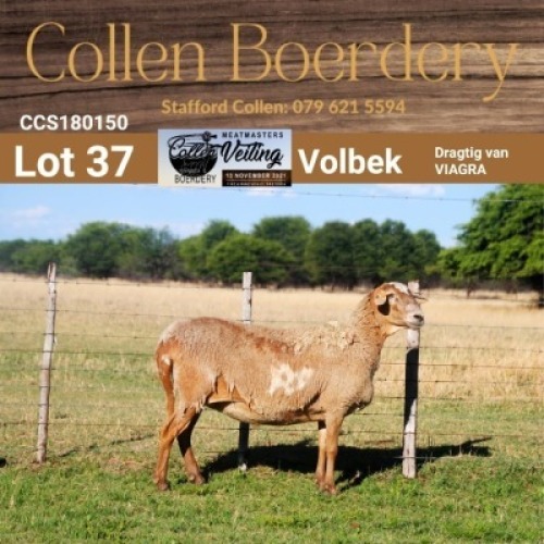 LOT 37 1+2X MEATMASTER STUD EWE - AANGETEKEN - COLLEN BOERDERY